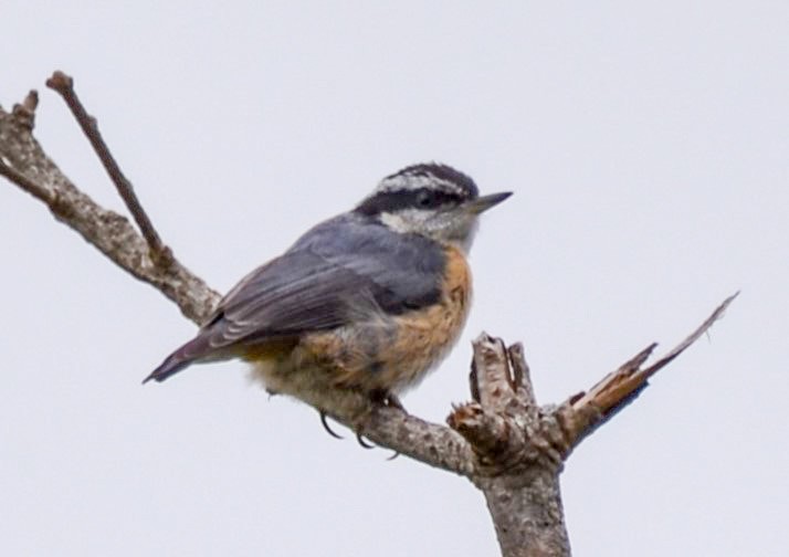 Red-breasted Nuthatch - ML621008655