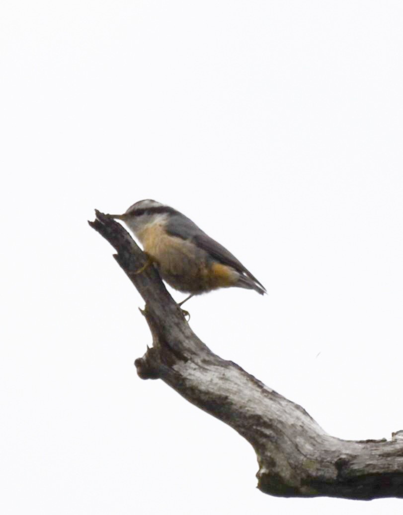 Red-breasted Nuthatch - ML621008657