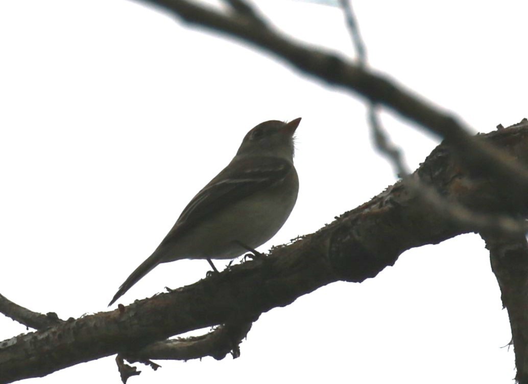 tyranovec malinký - ML621008665