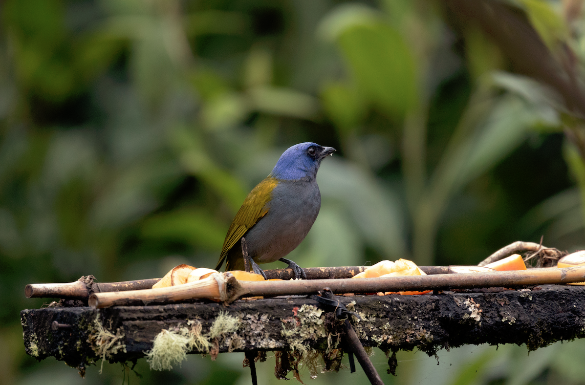 Blue-capped Tanager - ML621008718
