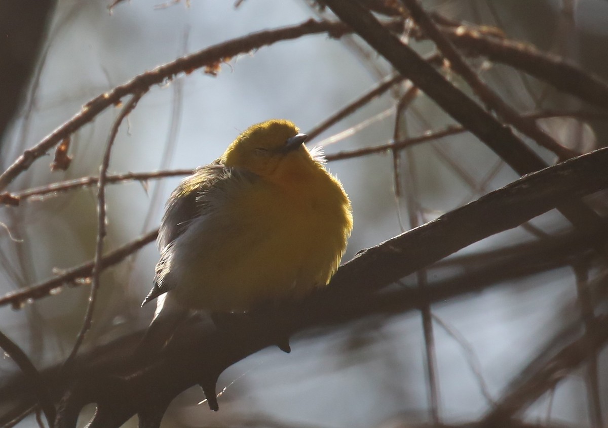 Prothonotary Warbler - ML621008727