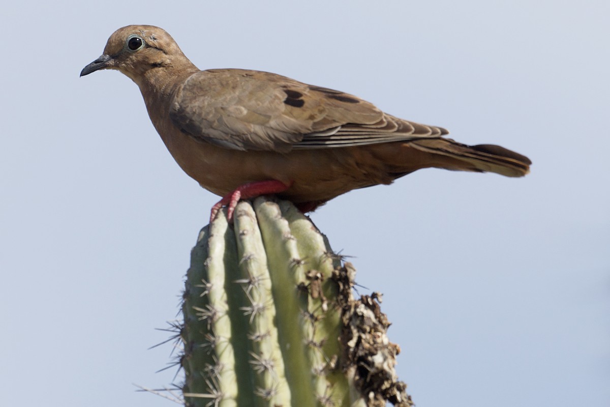 Eared Dove - ML621008782