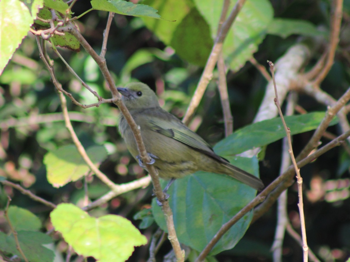 Palm Tanager - ML621008845