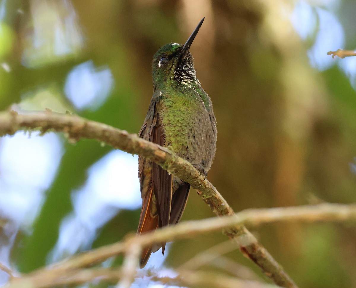 kolibřík brazilský - ML621008848