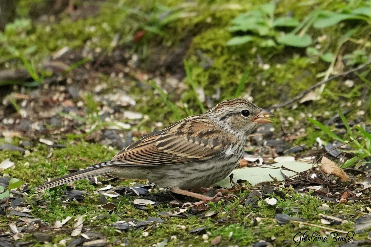 Chipping Sparrow - ML621008854