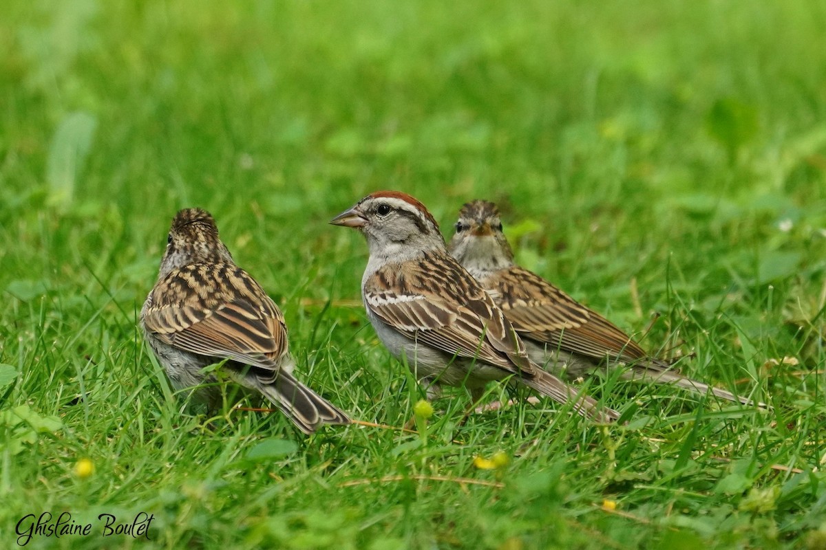 Chipping Sparrow - ML621008856