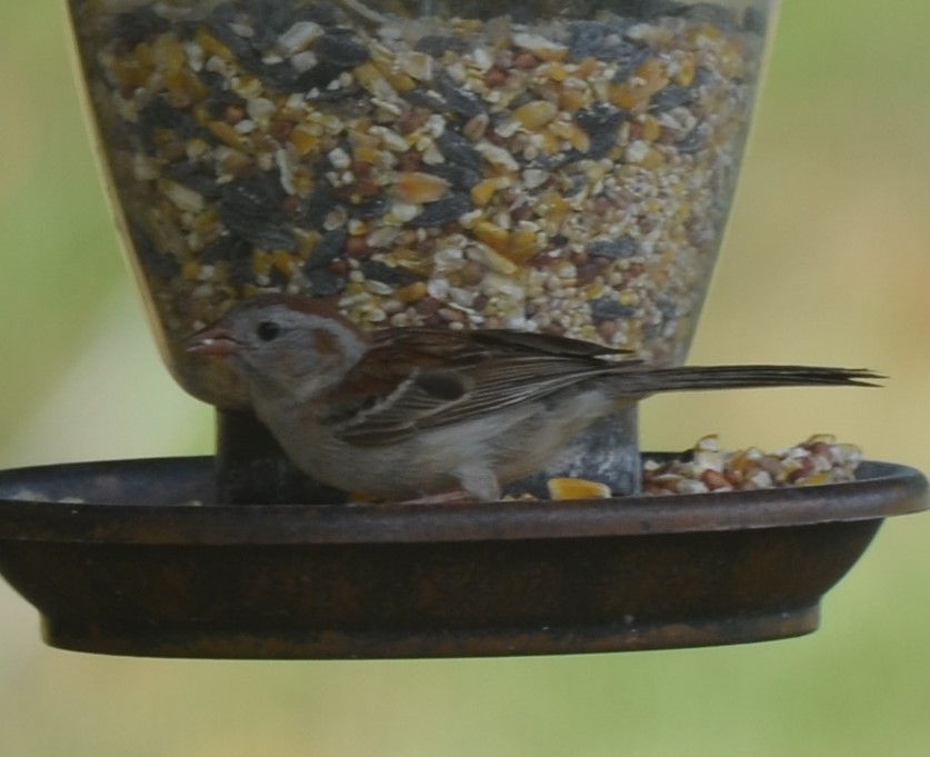 Field Sparrow - ML621008868