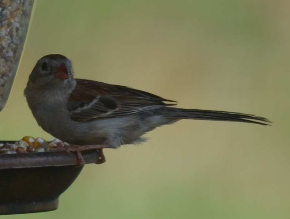 Field Sparrow - ML621008869
