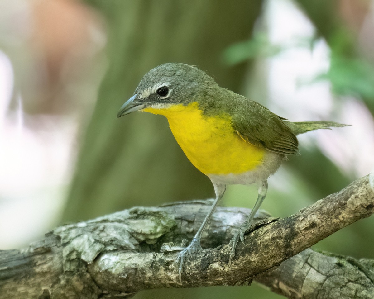 Yellow-breasted Chat - ML621008874