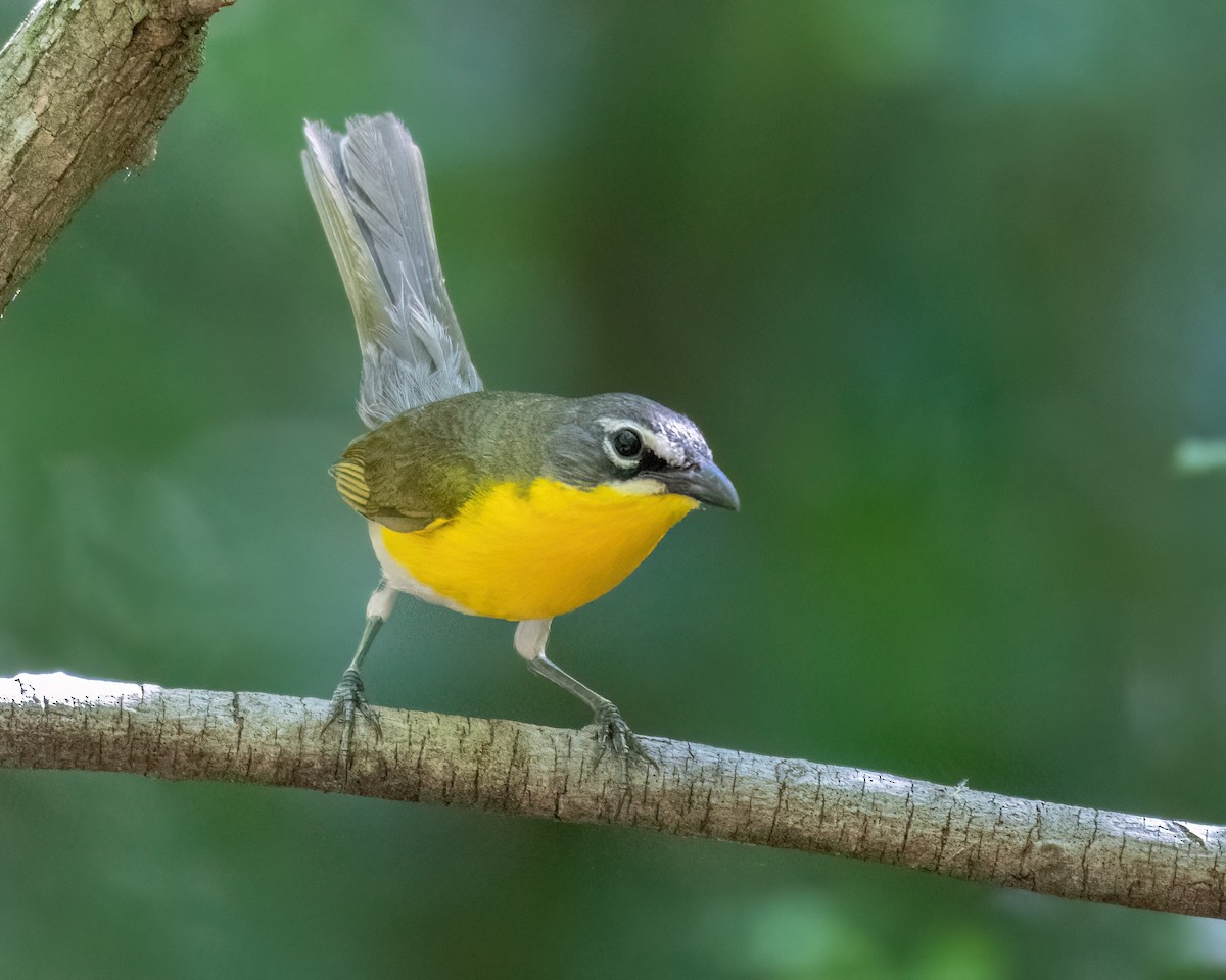 Yellow-breasted Chat - ML621008876