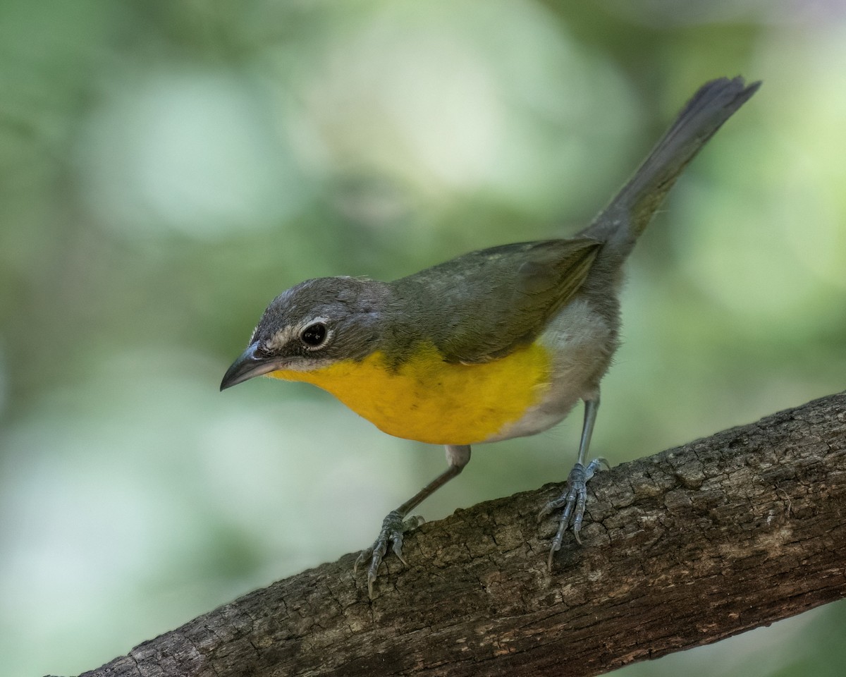 Yellow-breasted Chat - ML621008879