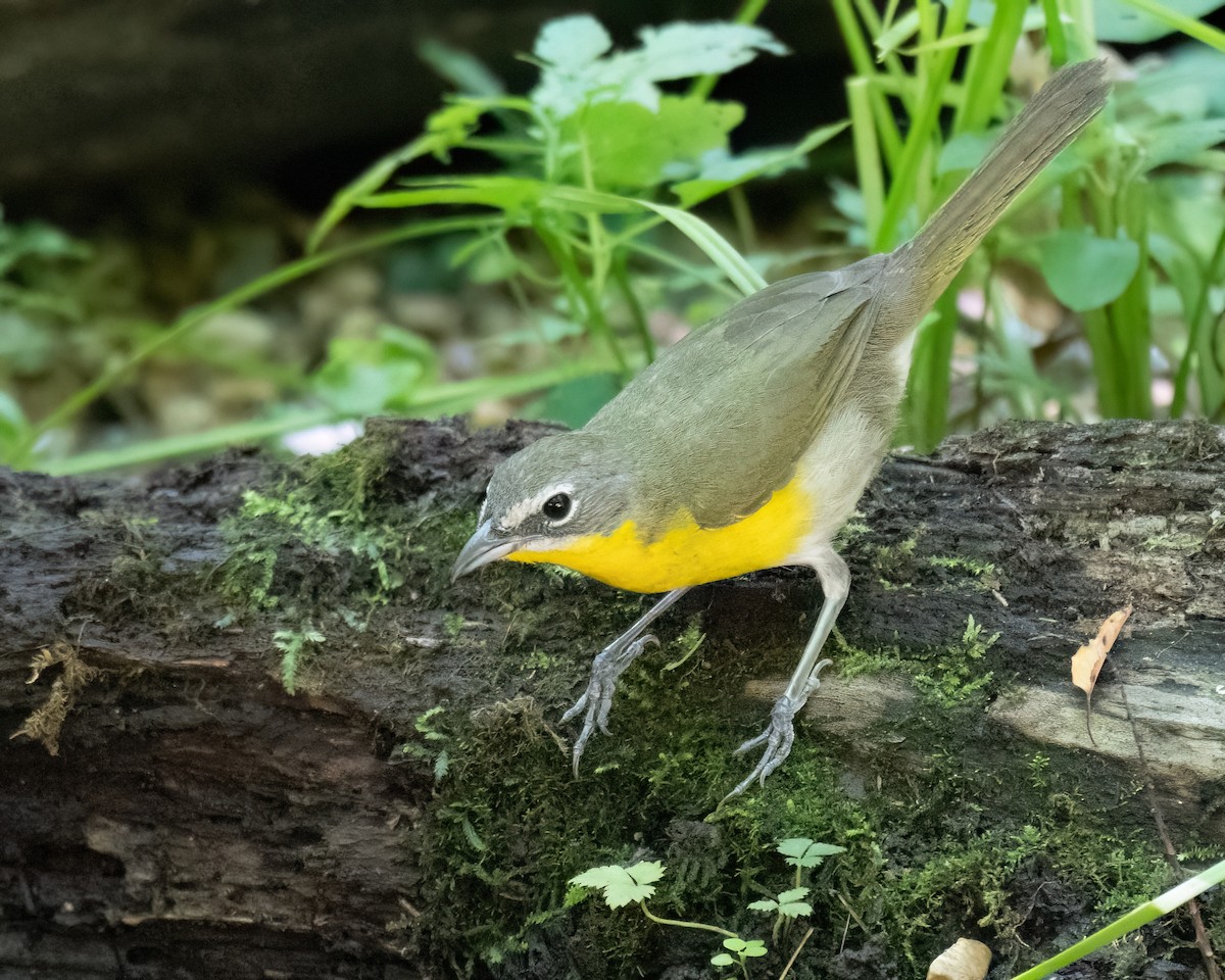 Yellow-breasted Chat - ML621008880