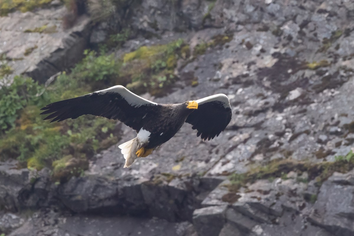 Steller's Sea-Eagle - ML621008910