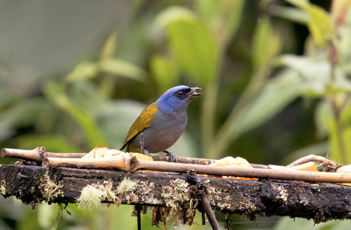 Blue-capped Tanager - ML621008924