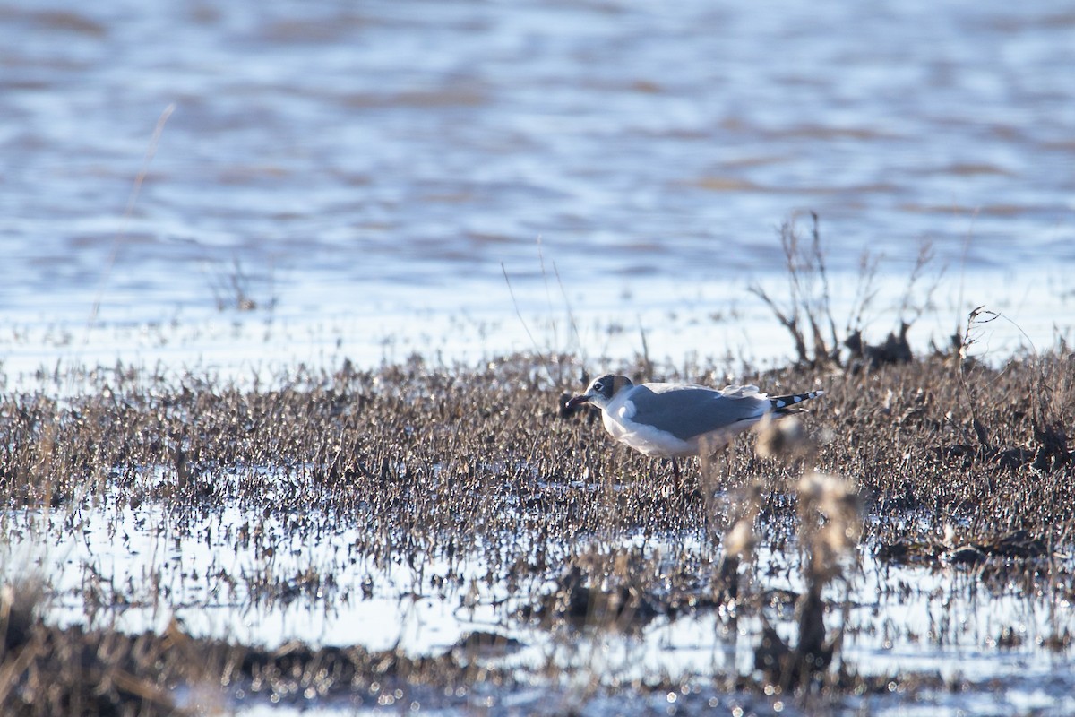 Franklin's Gull - Martín  Perez