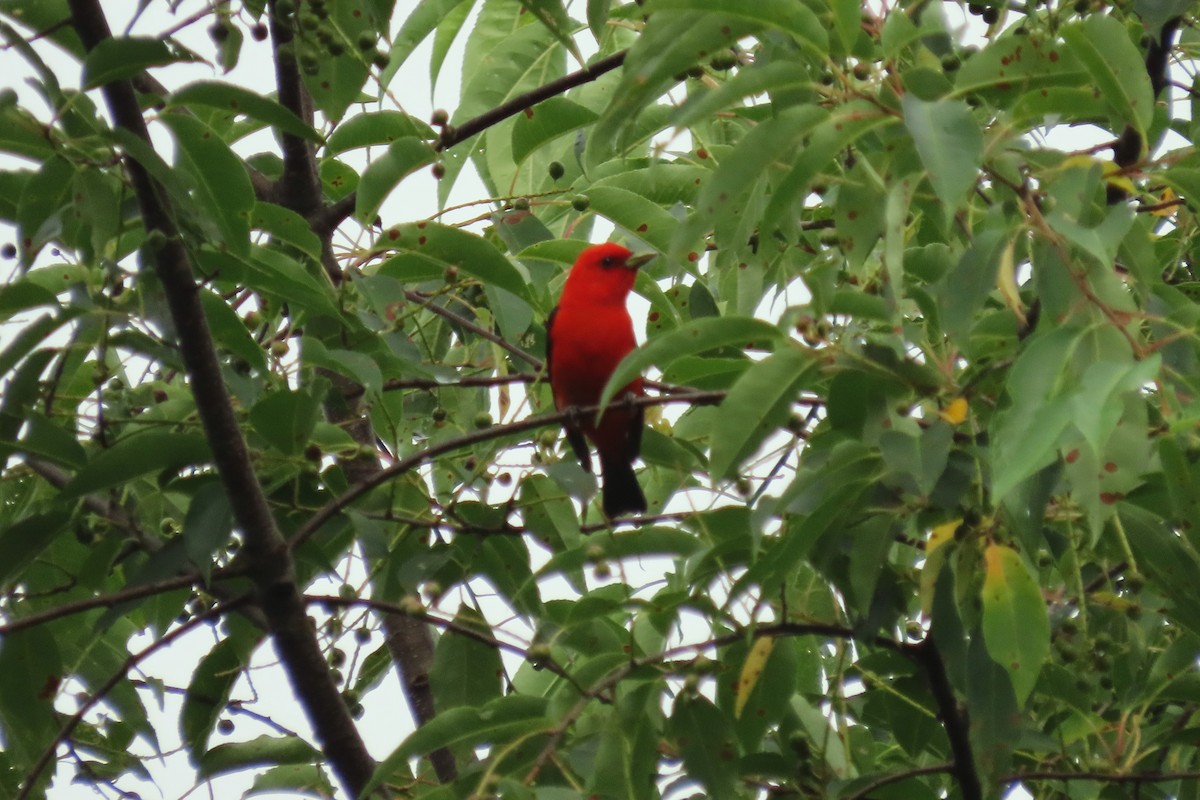 Scarlet Tanager - ML621009004