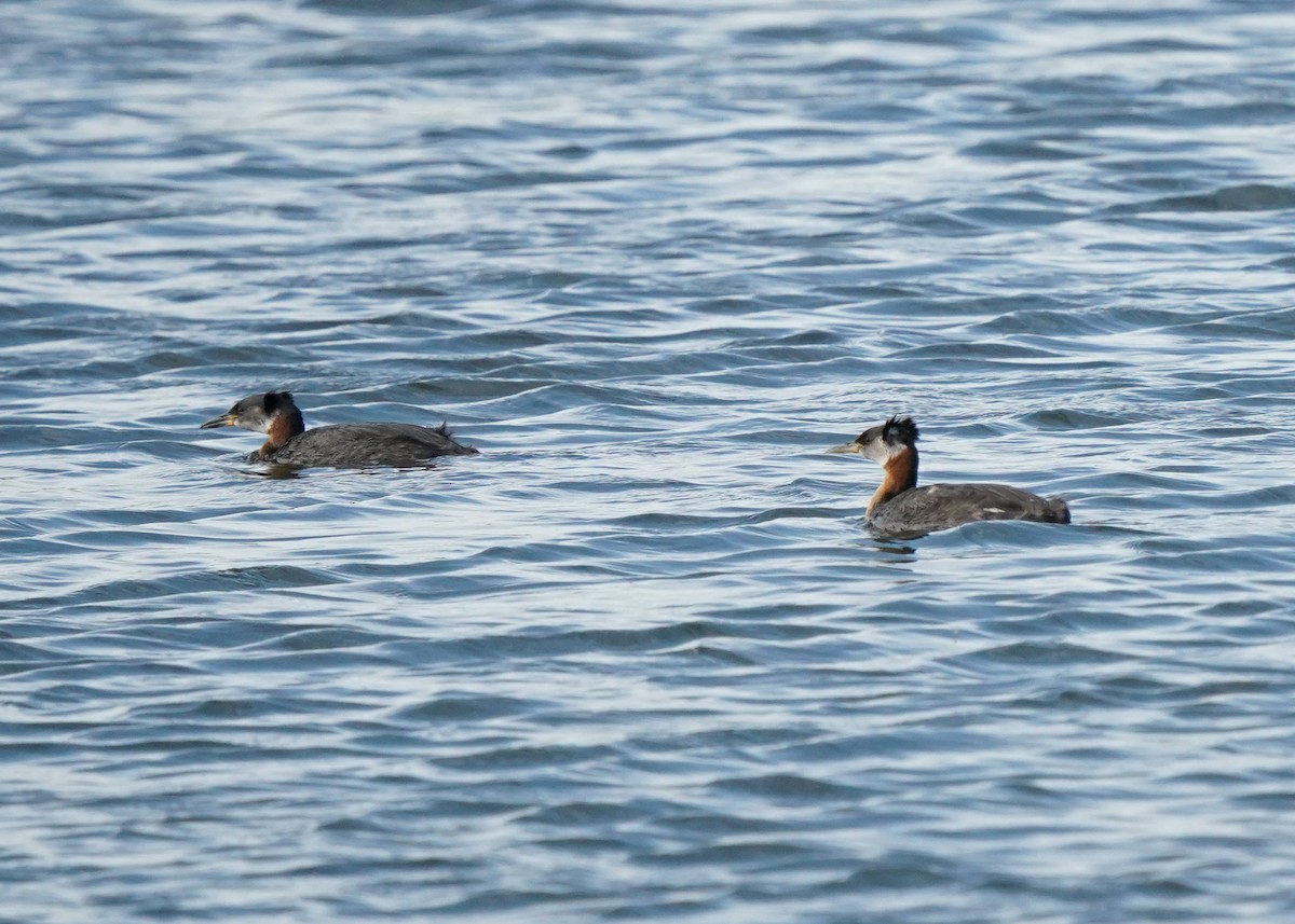 Red-necked Grebe - ML621009039