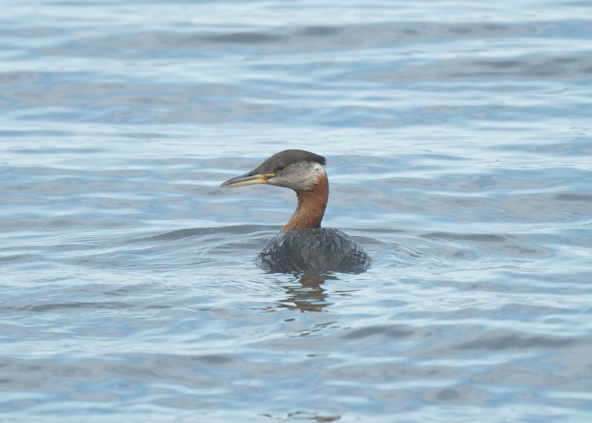 Red-necked Grebe - ML621009040