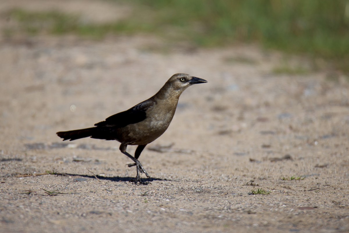 Great-tailed Grackle - ML621009044