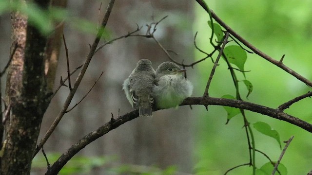 Acadian Flycatcher - ML621009046