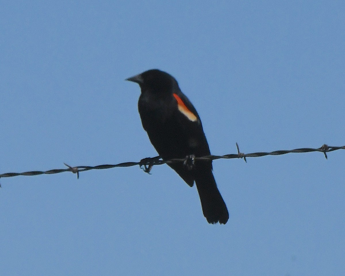 Red-winged Blackbird - ML621009056