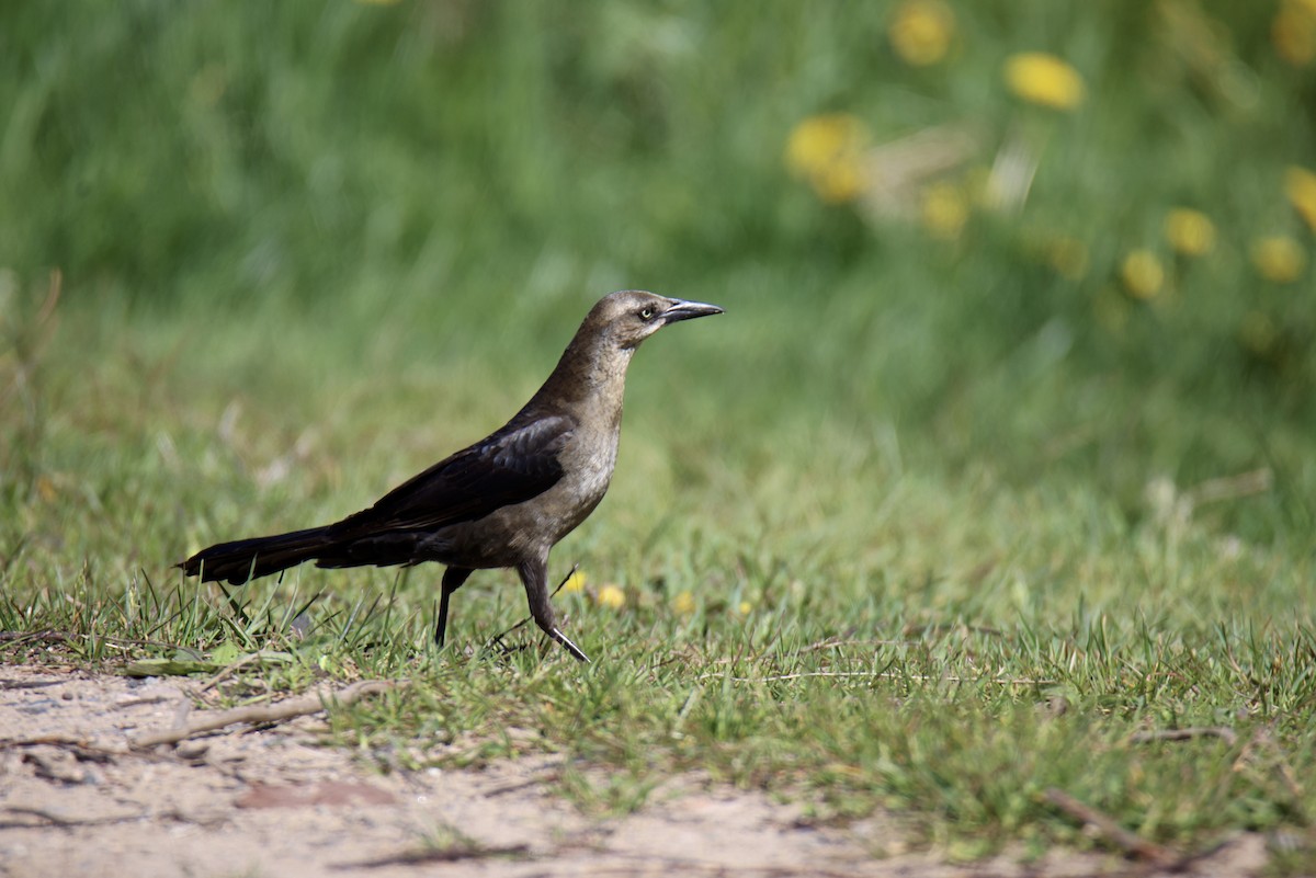 Great-tailed Grackle - ML621009069