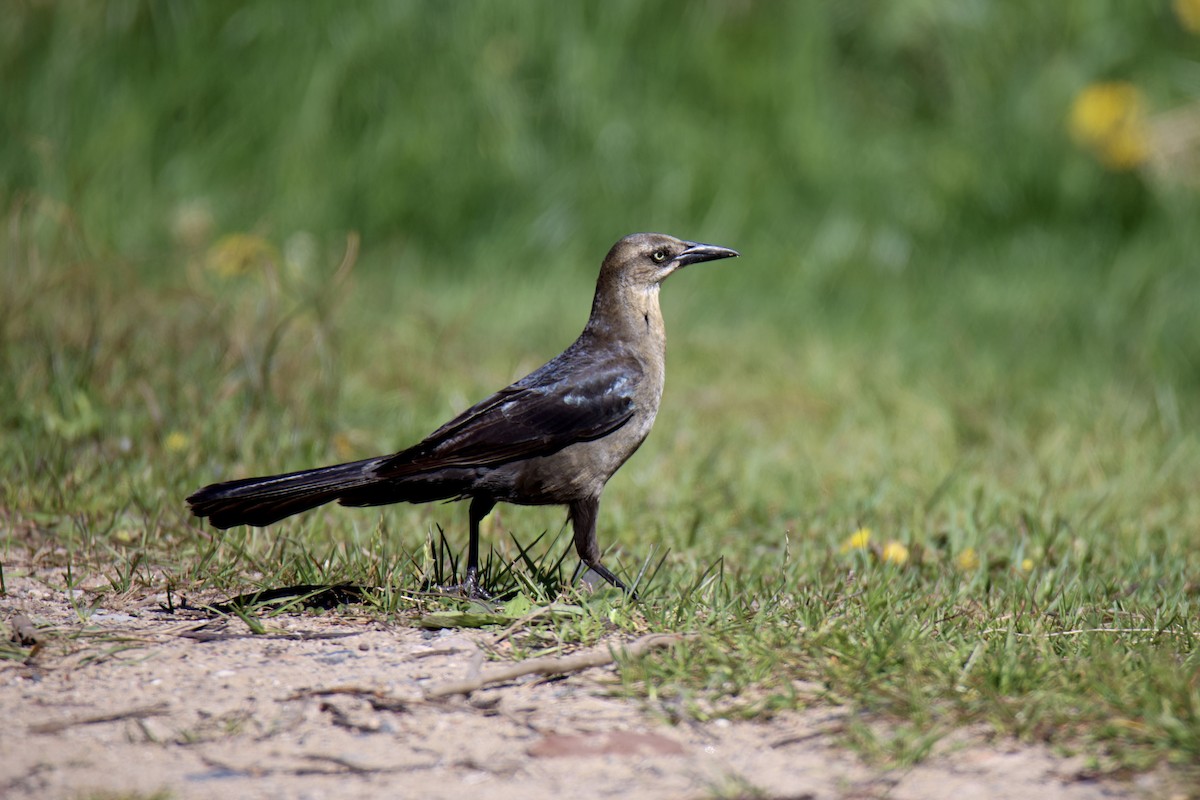 Great-tailed Grackle - ML621009070