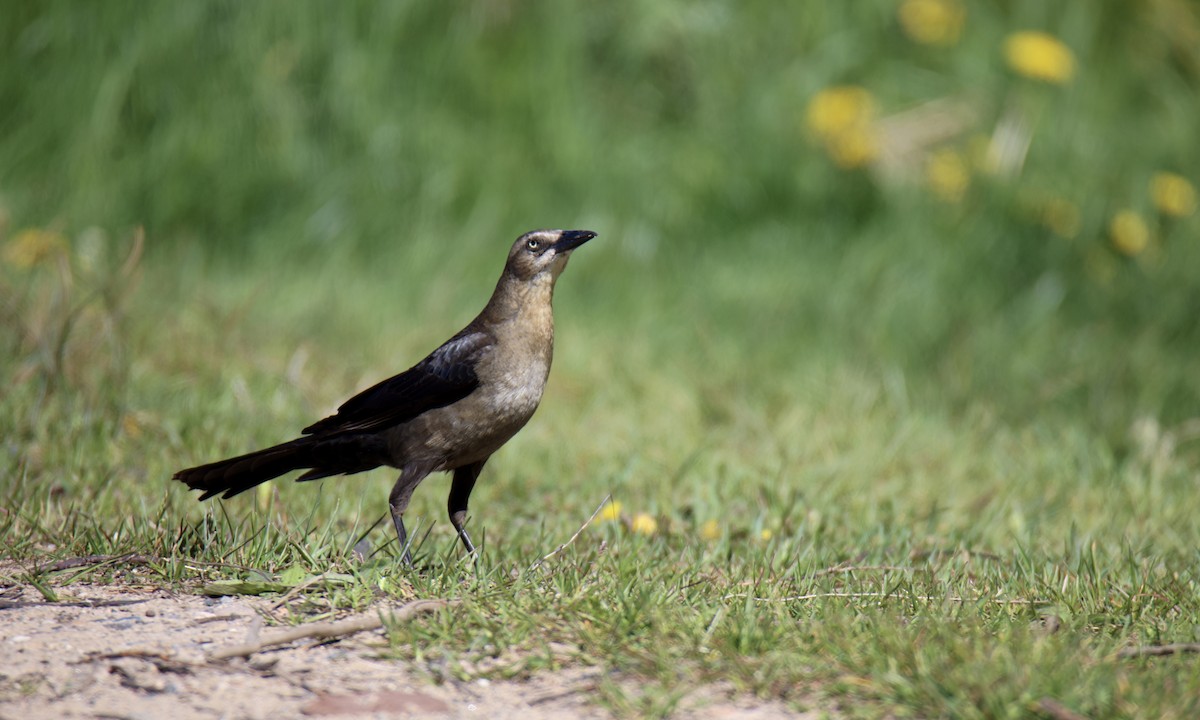 Great-tailed Grackle - ML621009085