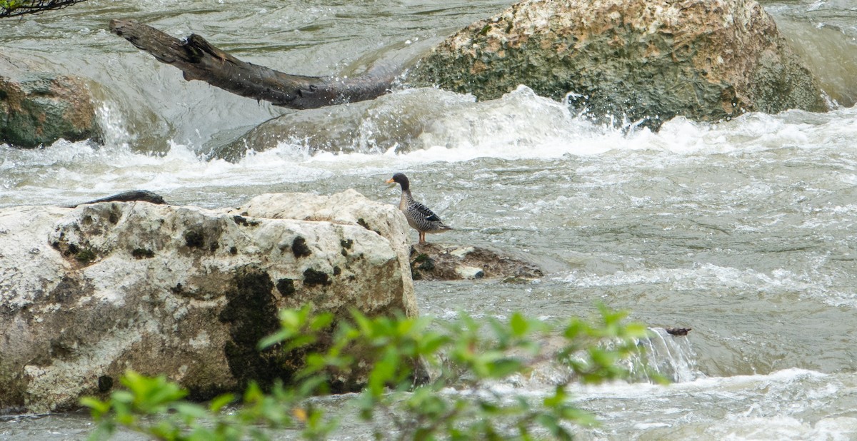 Canard de Salvadori - ML621009090