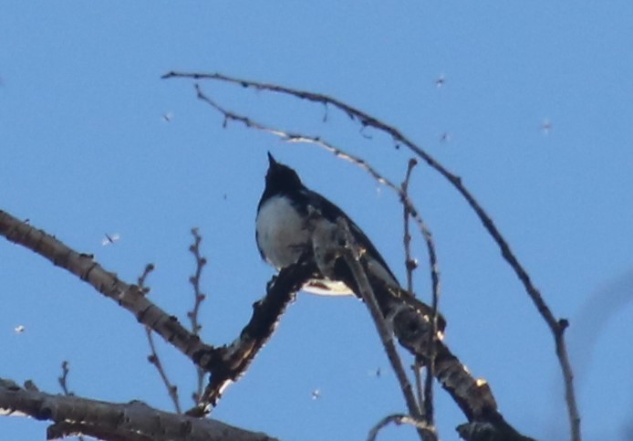 Black-throated Blue Warbler - ML621009102