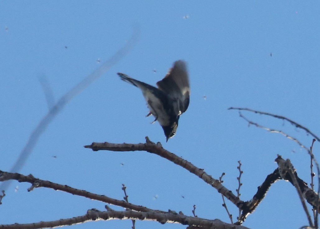 Black-throated Blue Warbler - ML621009103