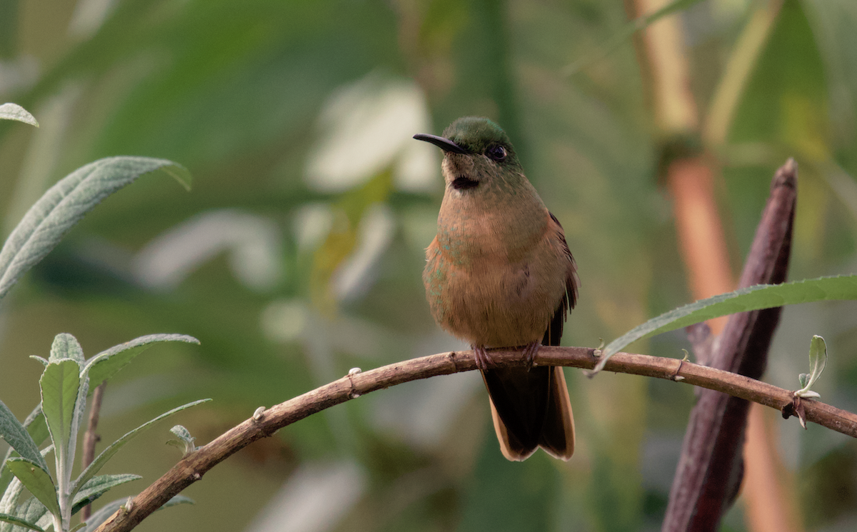 kolibřík hnědobřichý - ML621009140