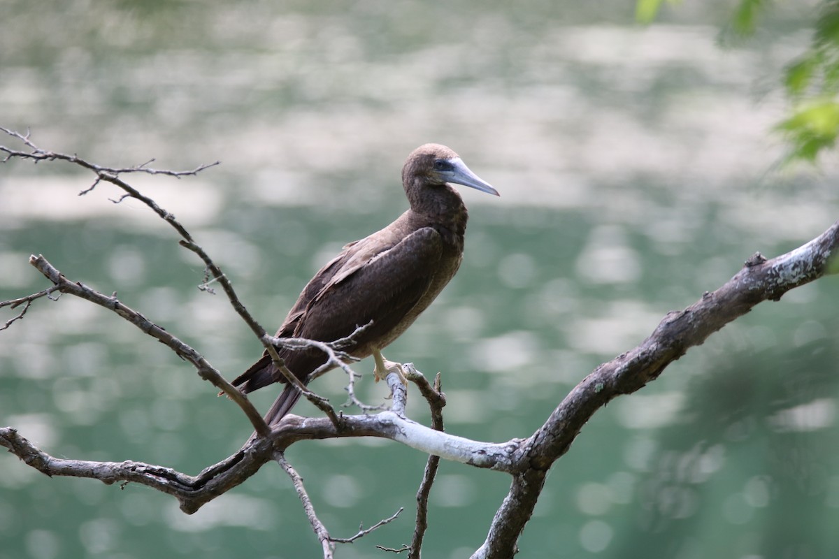 Brown Booby - ML621009148