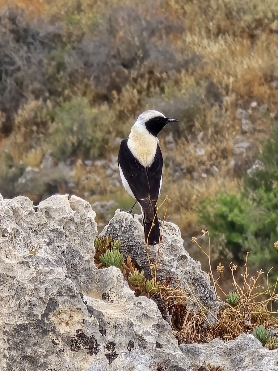 Eastern Black-eared Wheatear - ML621009155