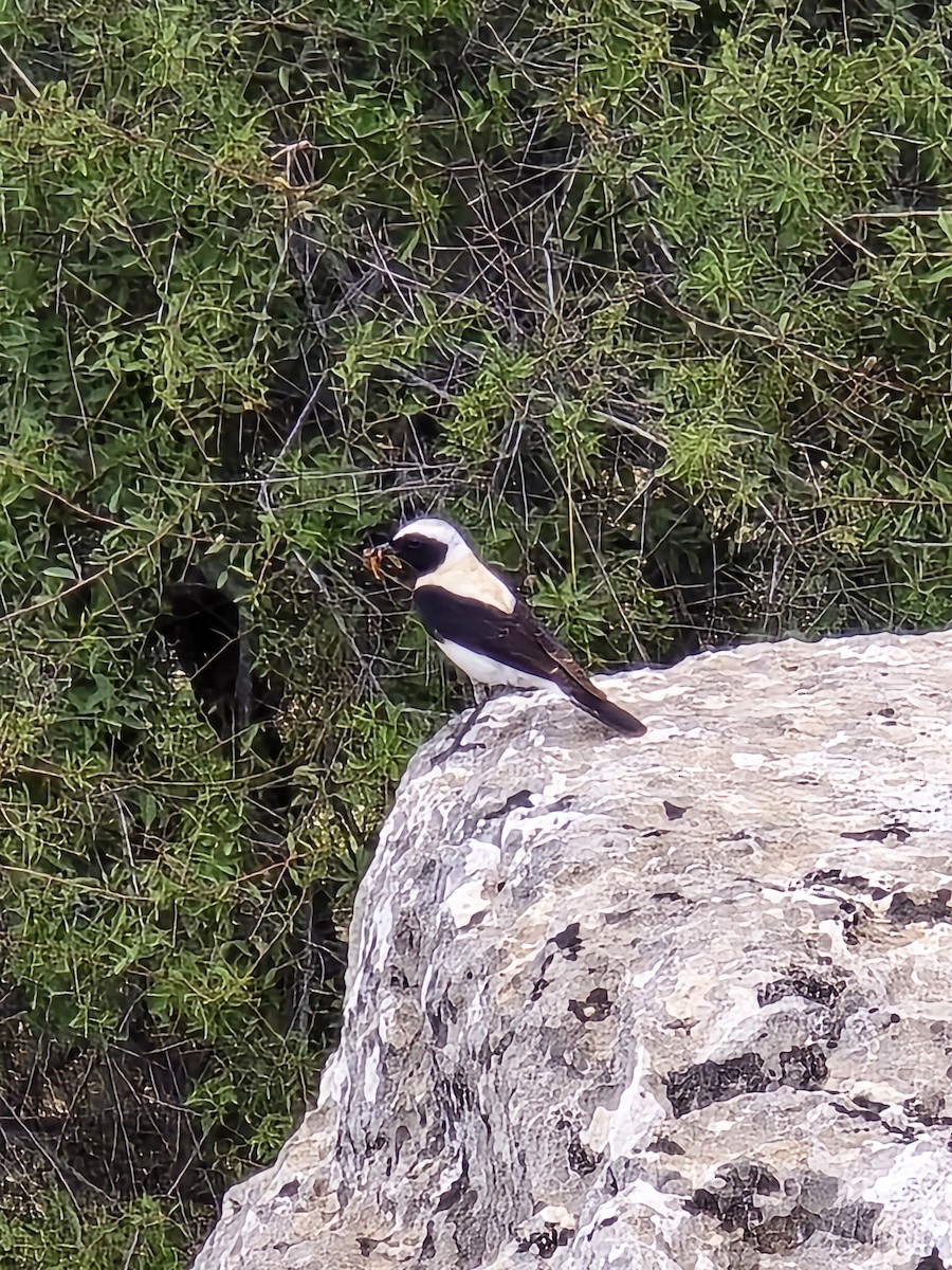 Eastern Black-eared Wheatear - ML621009156