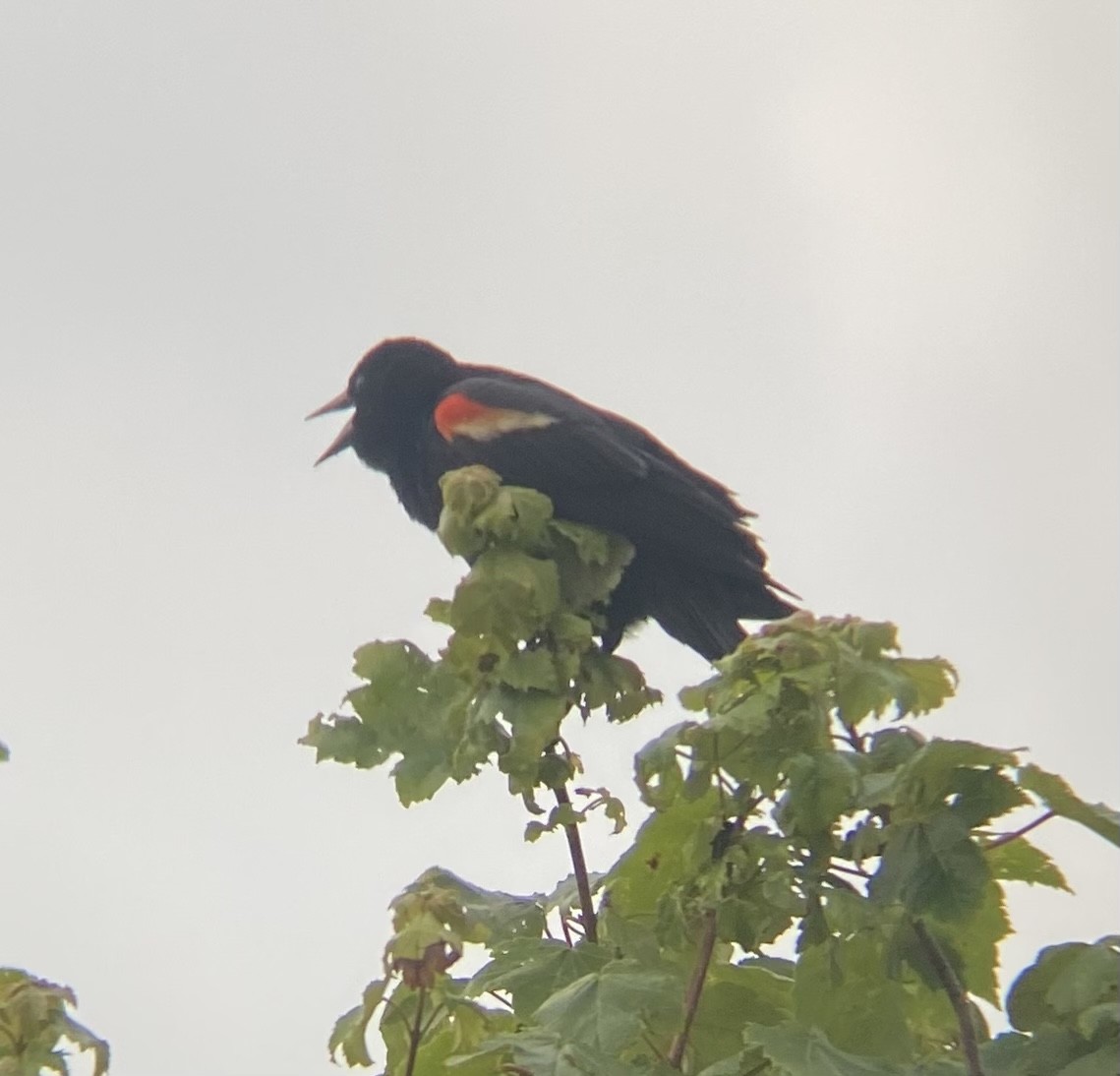 Red-winged Blackbird - ML621009159