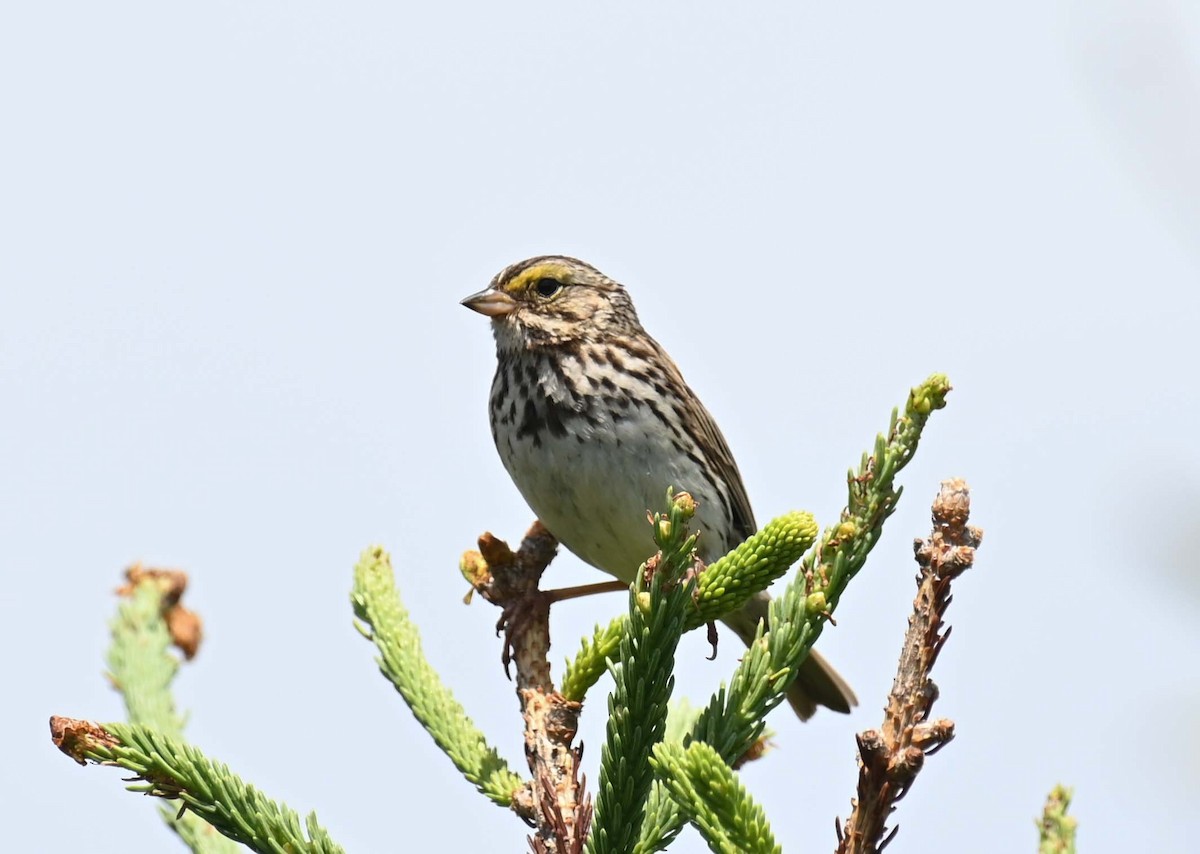Savannah Sparrow - ML621009162