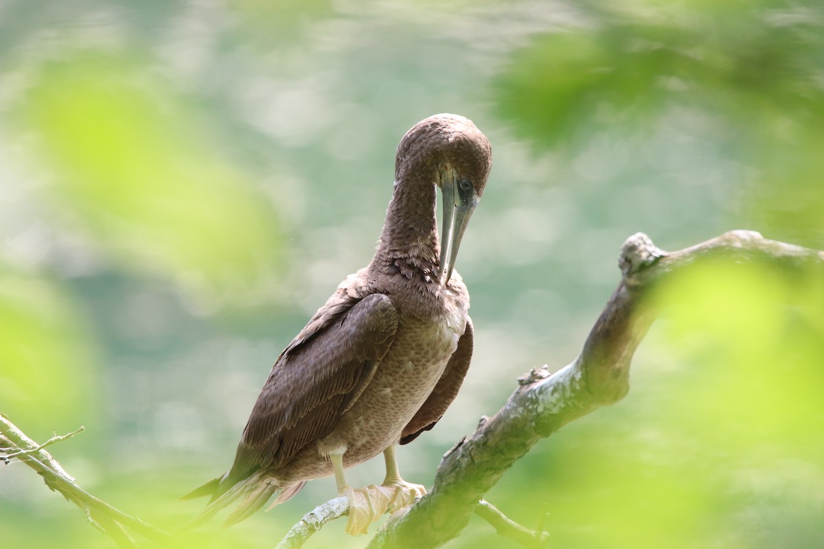 Brown Booby - ML621009176