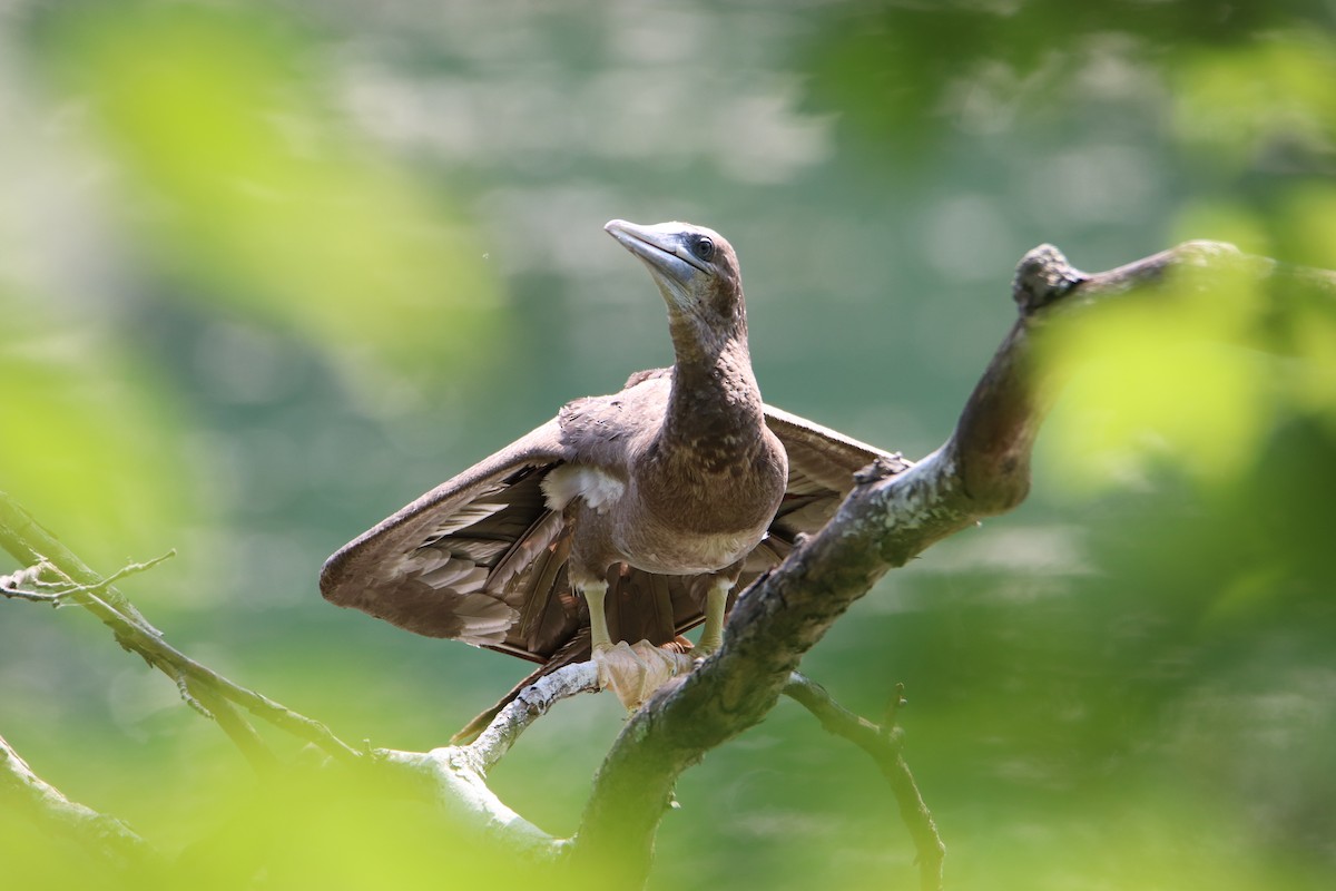 Brown Booby - ML621009180