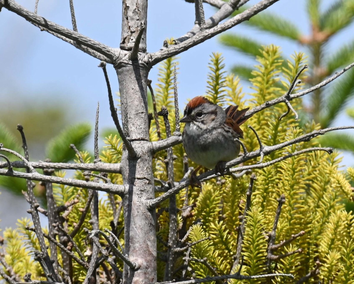 Swamp Sparrow - ML621009192