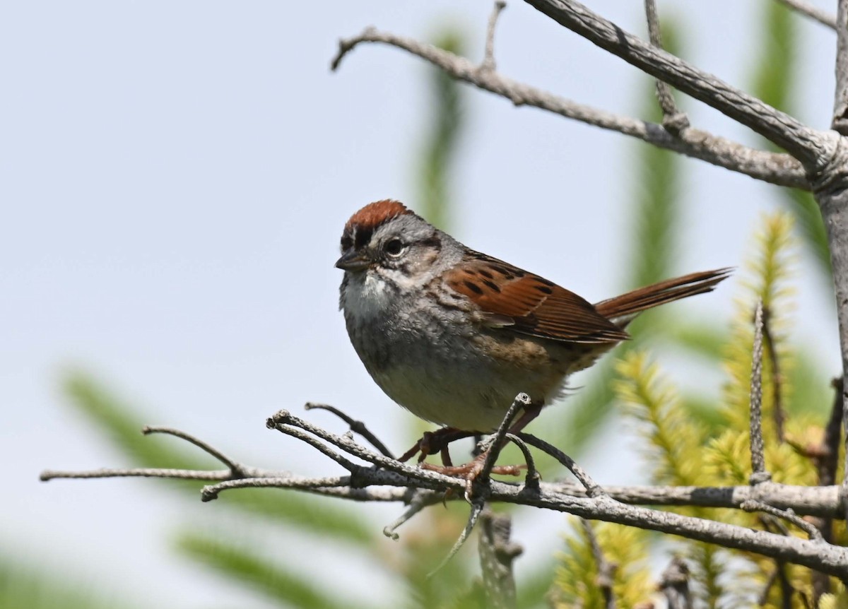 Swamp Sparrow - ML621009193
