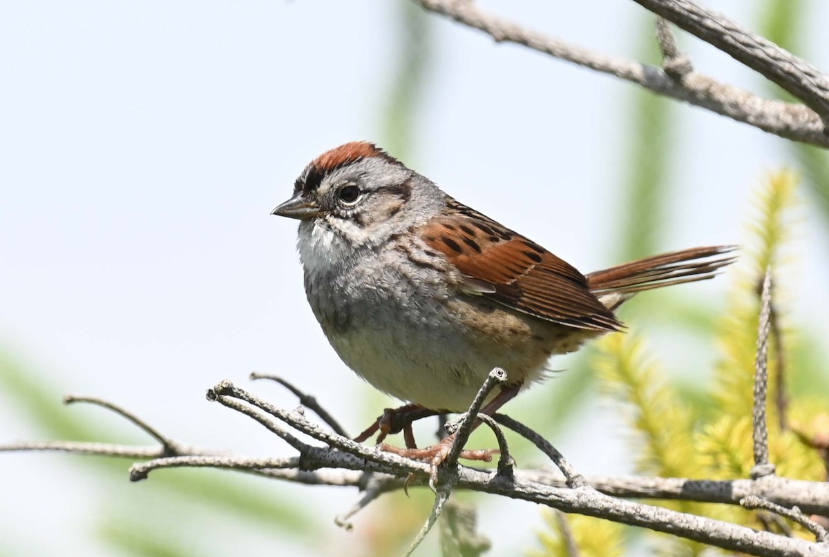 Swamp Sparrow - ML621009194