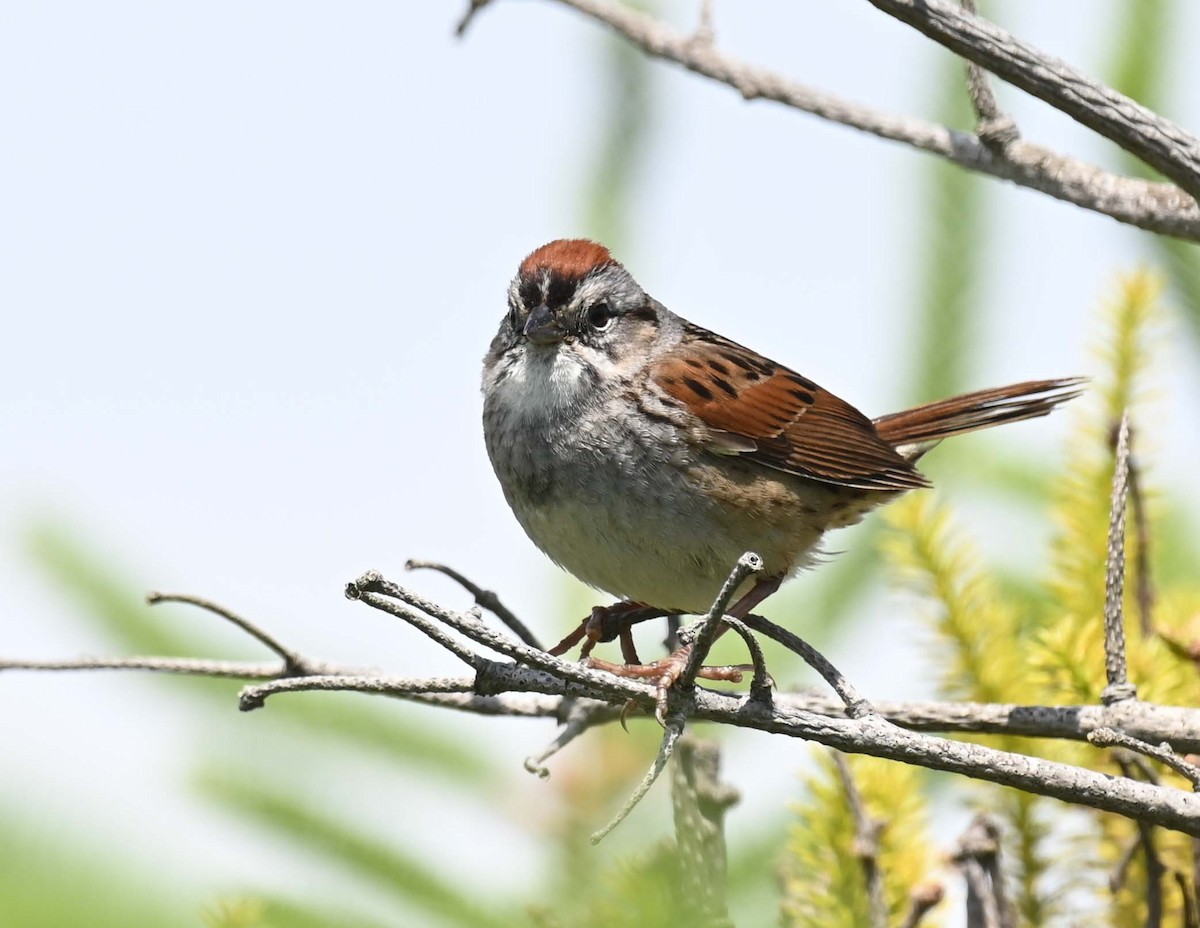 Swamp Sparrow - ML621009195
