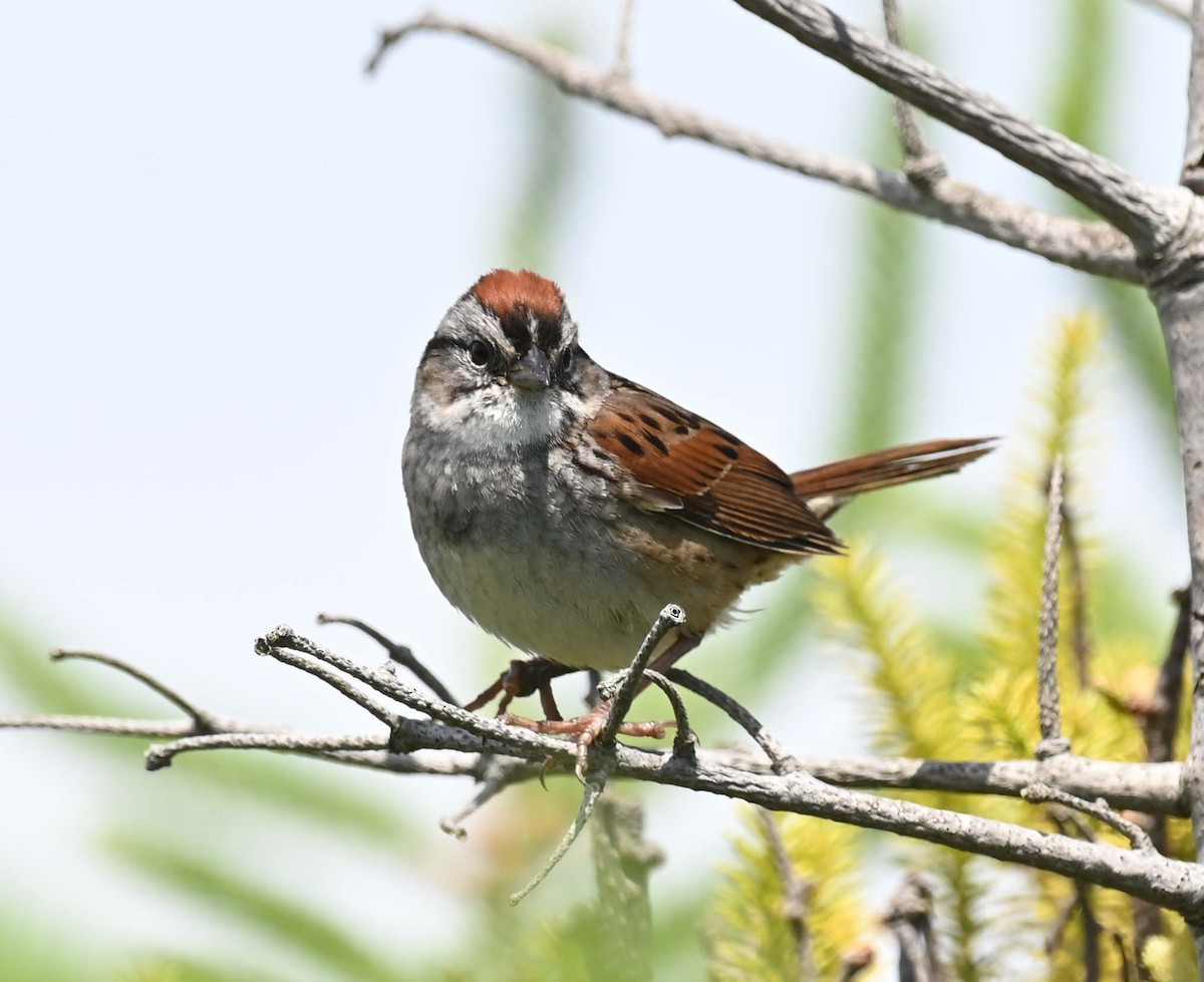 Swamp Sparrow - ML621009196
