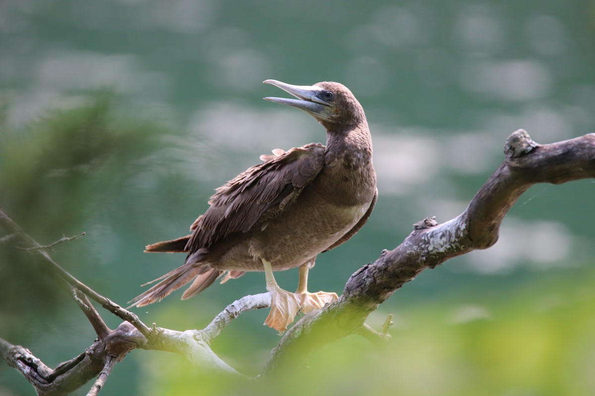 Brown Booby - ML621009200