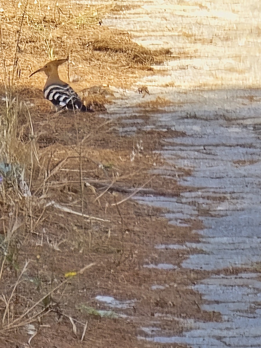Common Hoopoe - ML621009202
