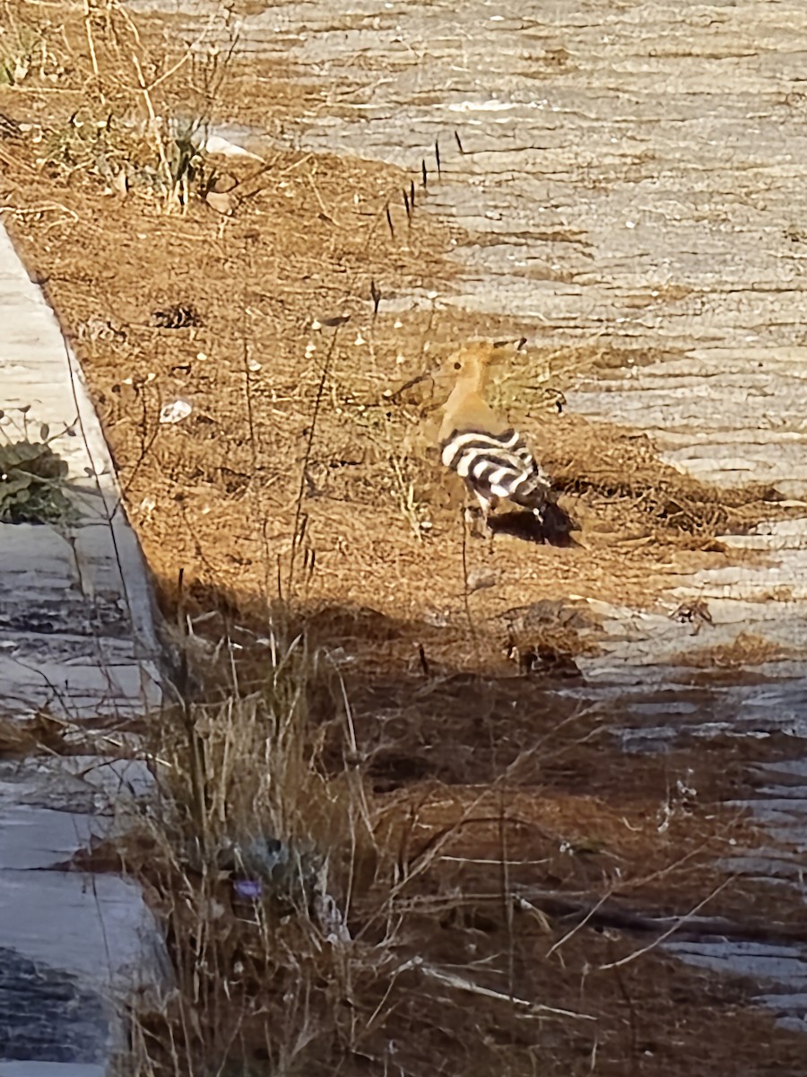Common Hoopoe - ML621009203