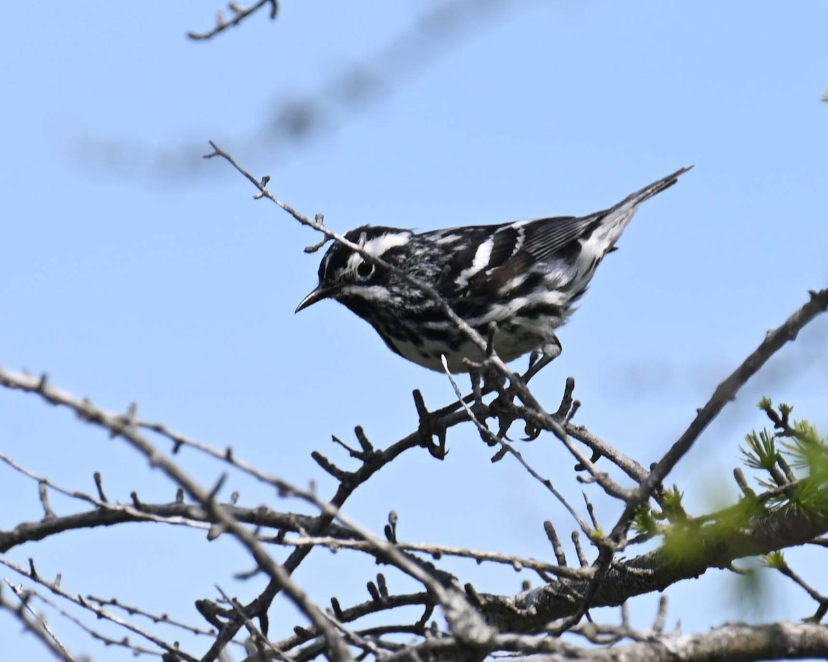 Black-and-white Warbler - ML621009227