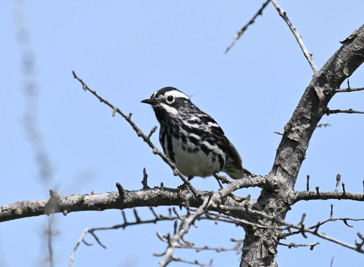 Black-and-white Warbler - ML621009228