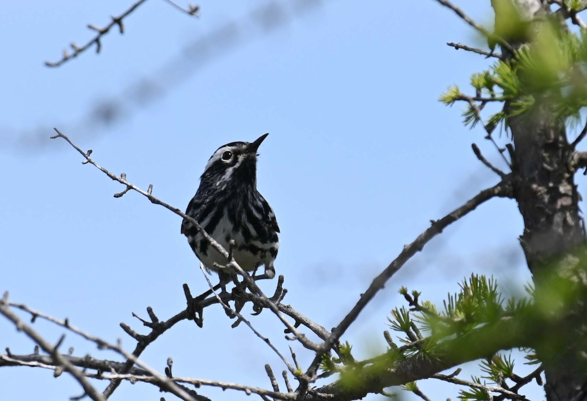 Black-and-white Warbler - ML621009229